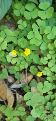 Oxalis