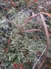 Cladonia dimorphoclada