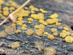 Dacrymyces stillatus