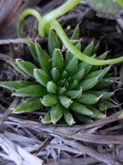 Haworthia nortieri