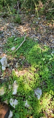 Oxalis