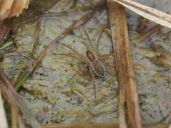 Pardosa