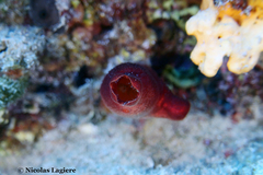 Halocynthia papillosa