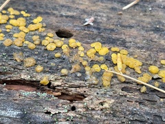 Dacrymyces stillatus