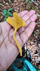 Chrysomphalina chrysophylla