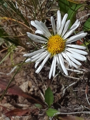 Erigeron coulteri