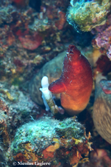 Halocynthia papillosa