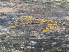 Dacrymyces stillatus