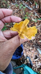 Chrysomphalina chrysophylla