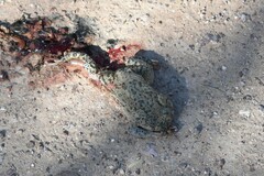 Anaxyrus compactilis