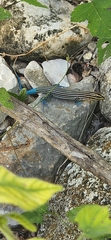 Pholidoscelis lineolatus