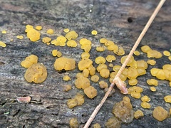 Dacrymyces stillatus