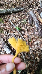 Chrysomphalina chrysophylla