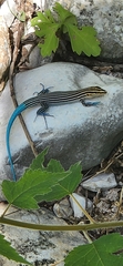 Pholidoscelis lineolatus