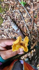 Chrysomphalina chrysophylla