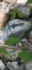 Pholidoscelis lineolatus
