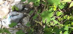 Pholidoscelis lineolatus