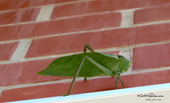 Stilpnochlora azteca