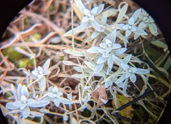 Cerastium tomentosum