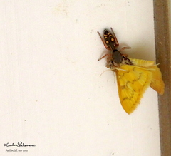 Paraphidippus aurantius