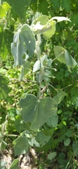 Abutilon leonardii