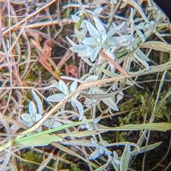 Cerastium tomentosum