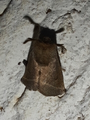 Limacodidae