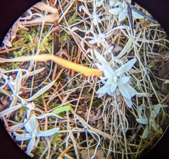 Cerastium tomentosum