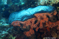 Haliclona mediterranea
