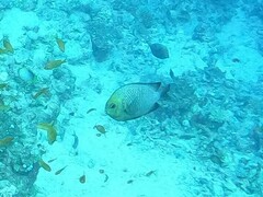 Dascyllus trimaculatus