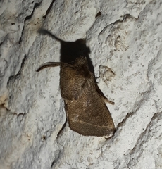 Limacodidae