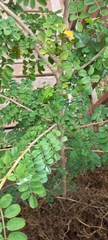 Indigofera jucunda