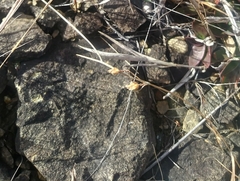 Fimbristylis annua