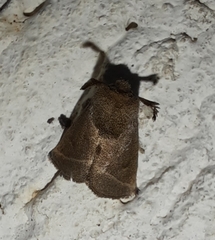 Limacodidae