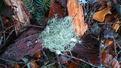 Usnea florida