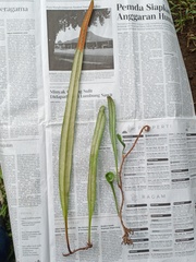 Pyrrosia longifolia