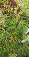 Indigofera jucunda
