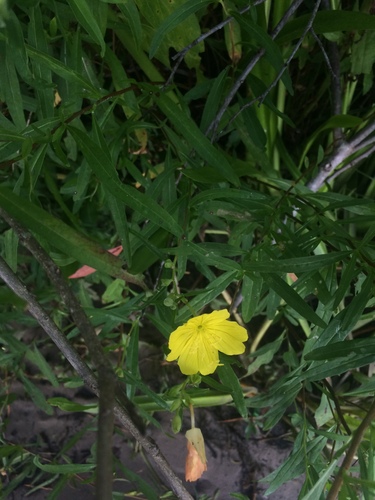 Image of Oenothera riparia by no rights reserved