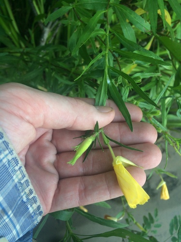 Image of Oenothera riparia by no rights reserved