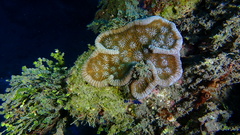 Mycetophyllia
