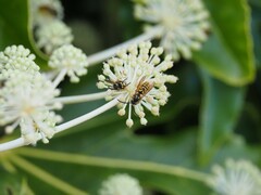 Fatsia japonica