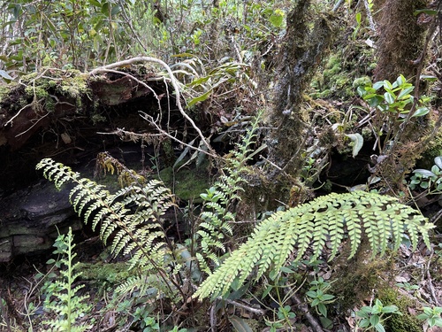 Asplenium acuminatum observed 2022-11-05