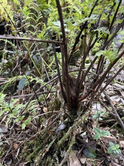 Asplenium acuminatum