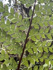 Asplenium acuminatum