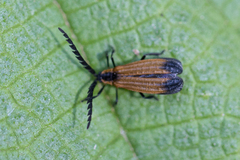 Lycinae