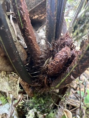 Asplenium acuminatum