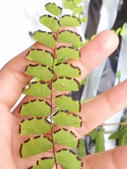 Adiantum philippense