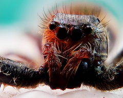 Paraphidippus aurantius