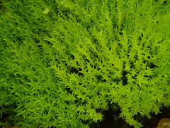 Pseudocrossidium hornschuchianum