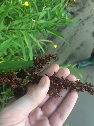Image of Rumex floridanus by no rights reserved